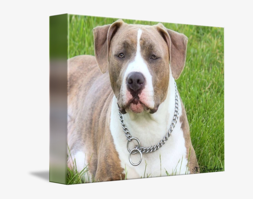 Clip Art With Transparent Background - Photography, transparent png download