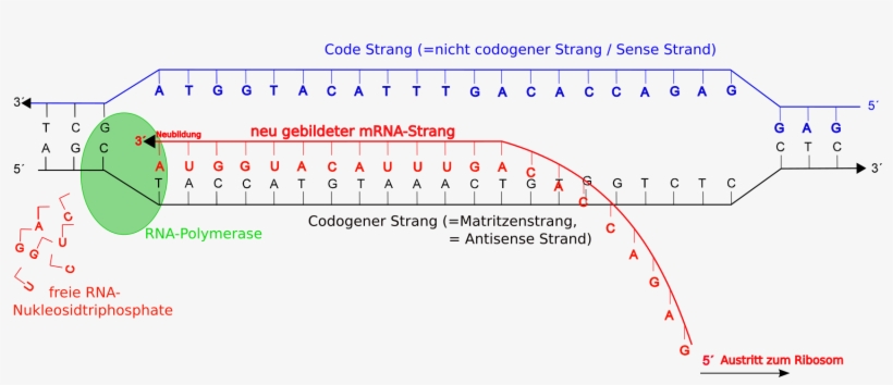 Code Terminator Wwe 2k16 - Gene Expression, transparent png download