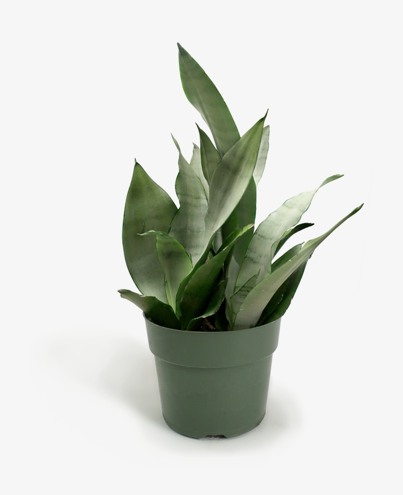 Sansevieria Moonshine Small - Sansevieria, transparent png download