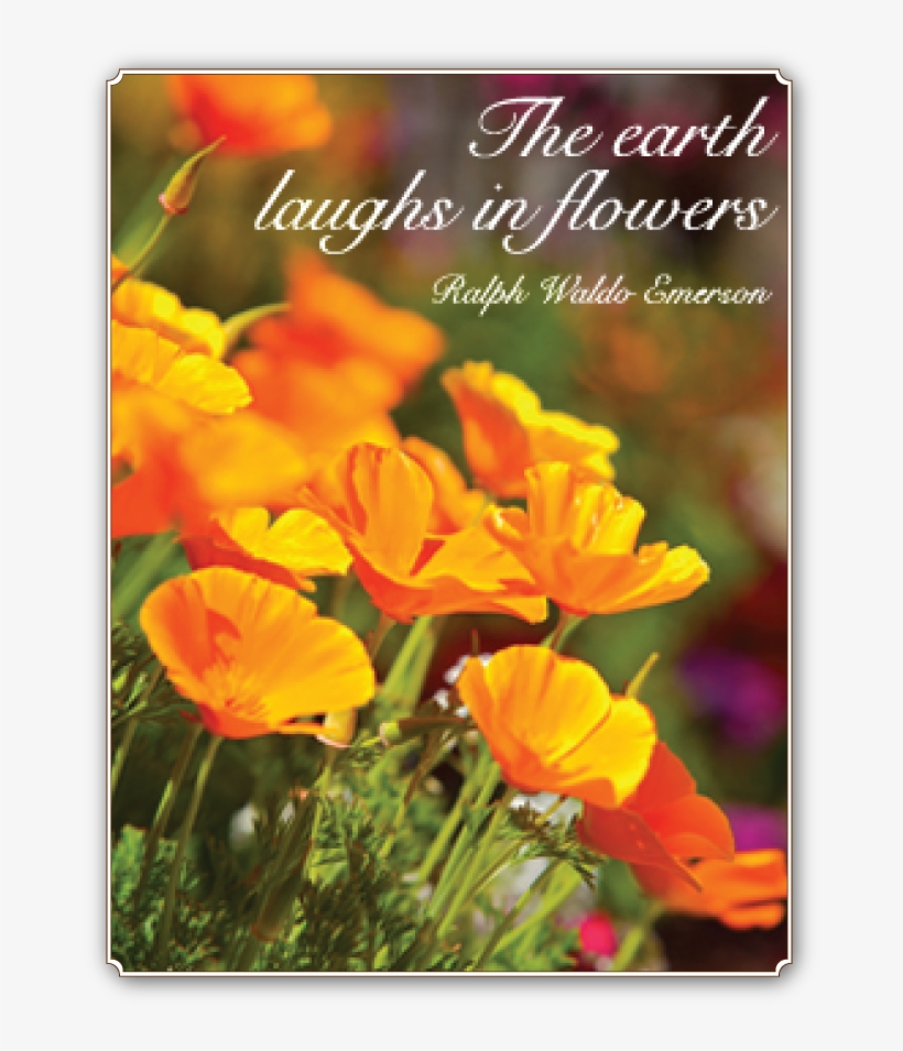 One Of My Favorite Quotes And California Poppies In California Poppy