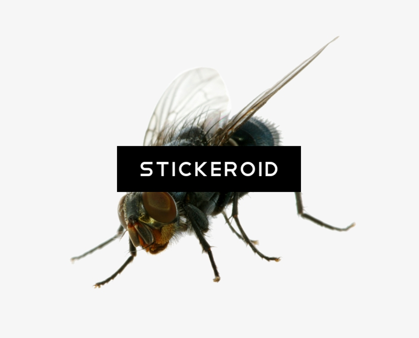 يطير - Fly, transparent png download