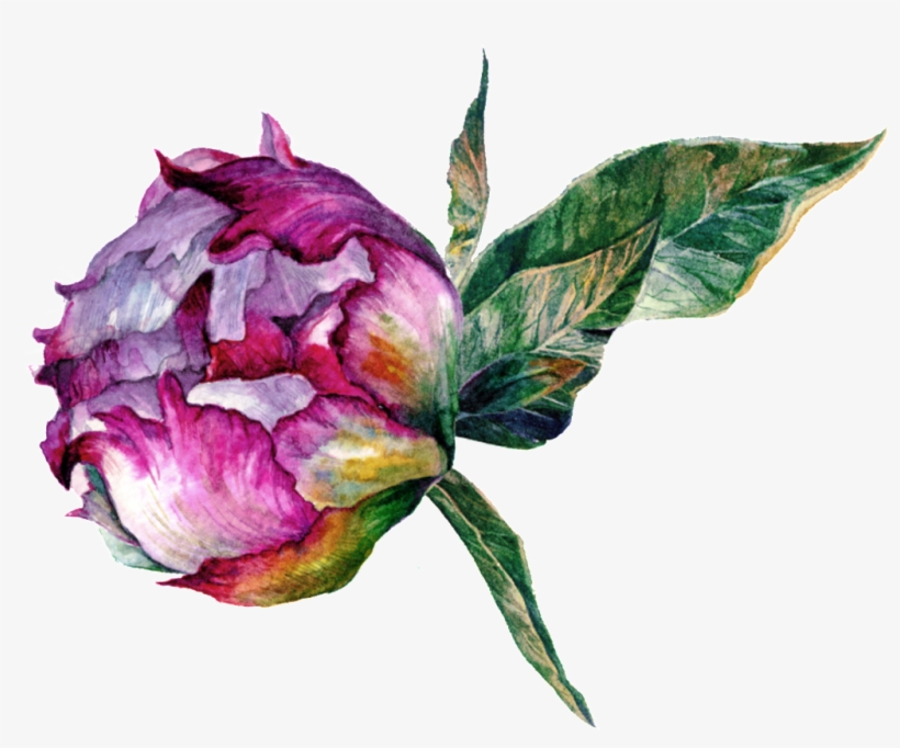 Hand Drawn Flower Vector This Backgrounds - Portable Network Graphics, transparent png download