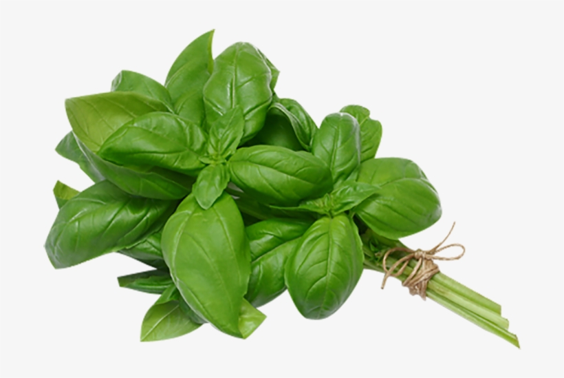 Bunch Basil Leaves Basil Translate To Spanish PNG Image Transparent