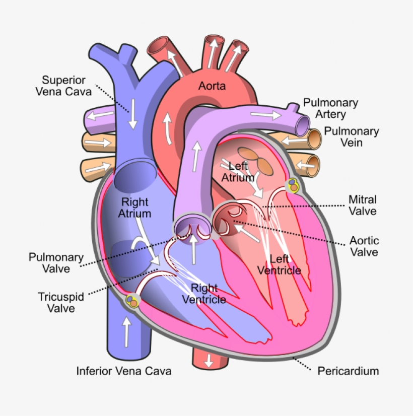 The Heart Is The Most Important Organ In The Cisculatory - Human Heart, transparent png download