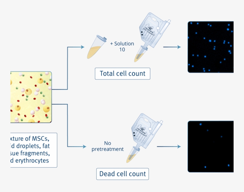 Figure 2 Accurate Counting Of Adipose Derived Mscs - Diagram, transparent png download