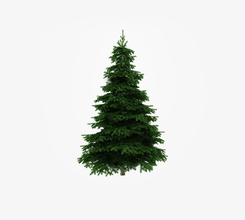 Undecorated Tree - Live Vs Artificial Tree, transparent png download