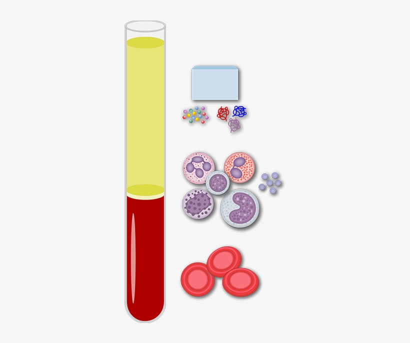 General Composition Of Blood - Blood Composition, transparent png download
