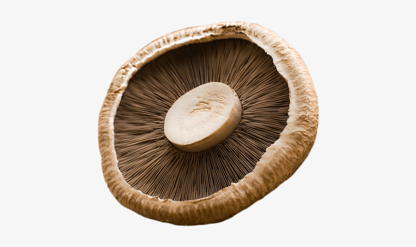 2 Unit - Photograph, transparent png download