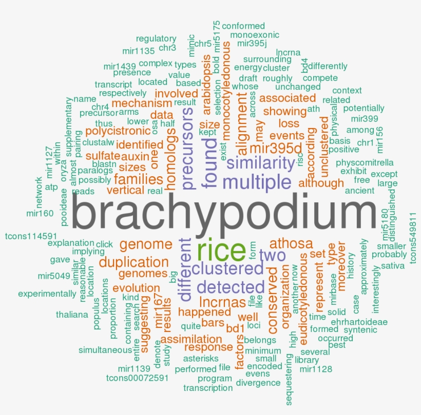 Stem Loop Sequence Bdi Mir395c - Word Cloud Of World Cup Png, transparent png download