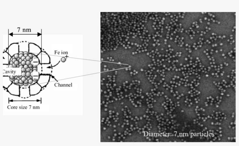 Sem Image Of Deposited Fe 2 O 3 Core After Protein - Iron, transparent png download