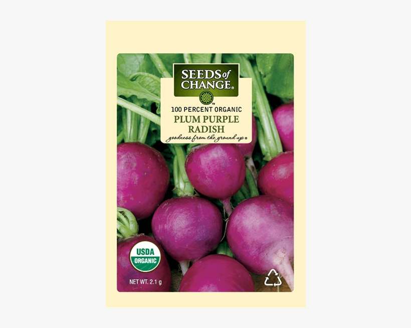Organic Plum Purple Radish Seeds - Seeds Of Change 21076 Organic Zesty Cln Quinoa Blend, transparent png download