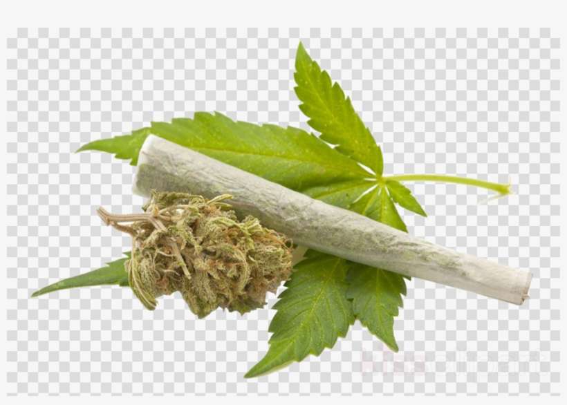 Cannabis Png Clipart Cannabis Smoking - Cannabis Drug, transparent png download