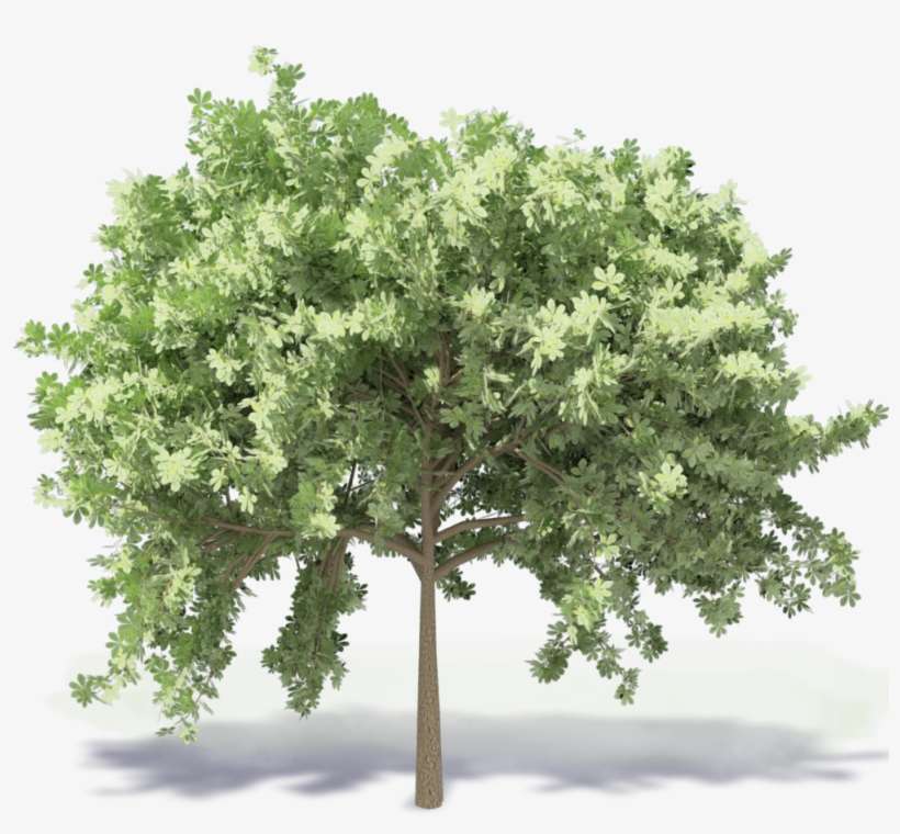 Mexican Pinyon, transparent png download