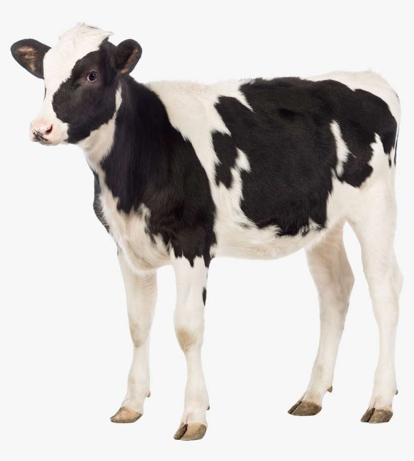 Whole Milk Calf Milk Replacer, transparent png download