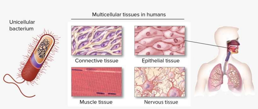 Unicellular Bacterium, With The Exterior Of The Cell - Types Of Tissue List, transparent png download