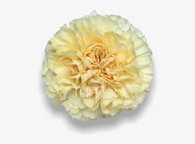 Natalia Ca Png Gold Carnations - Carnation, transparent png download