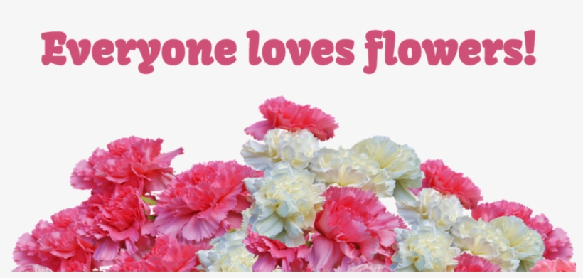 Vdaycarnation - Carnations Flower Transparent, transparent png download