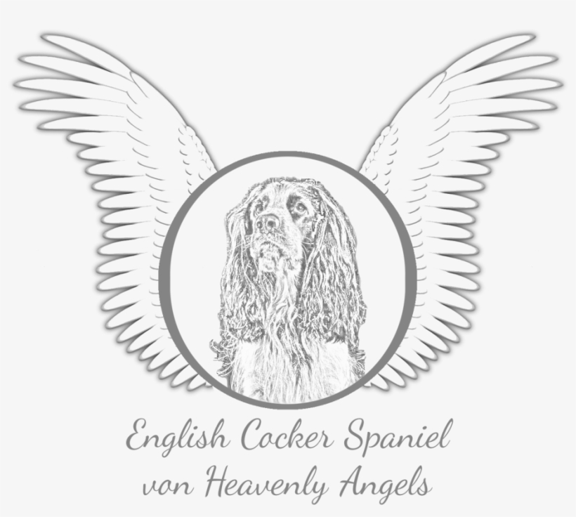 Png Free Download Angels Drawing Heavenly - English Cocker Spaniel, transparent png download