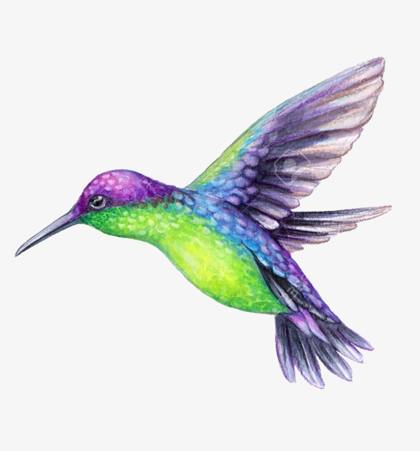 But I Didn't Have Enough Time To Get The Visual Effect - Hummingbird On A White Background, transparent png download