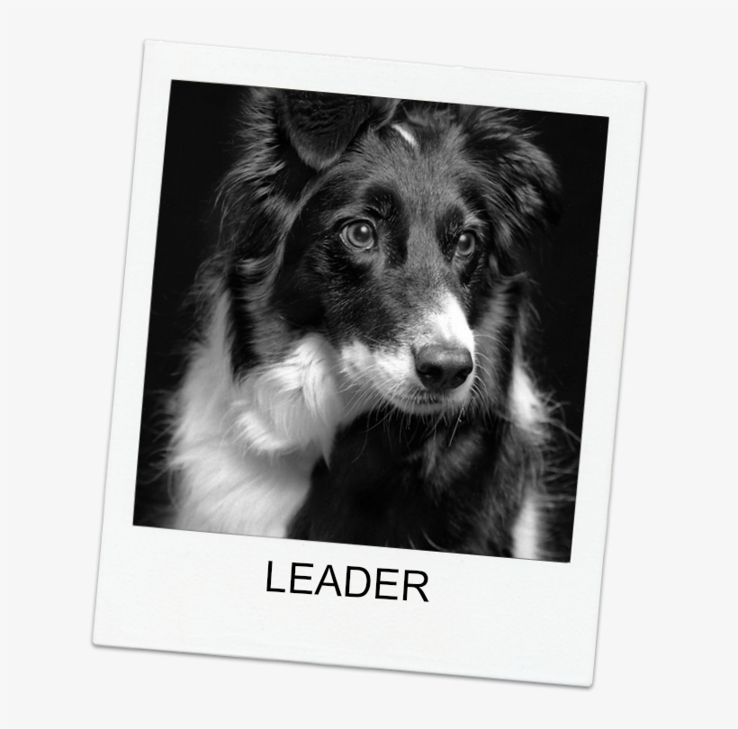 Border Collie Dog - Companion Dog, transparent png download