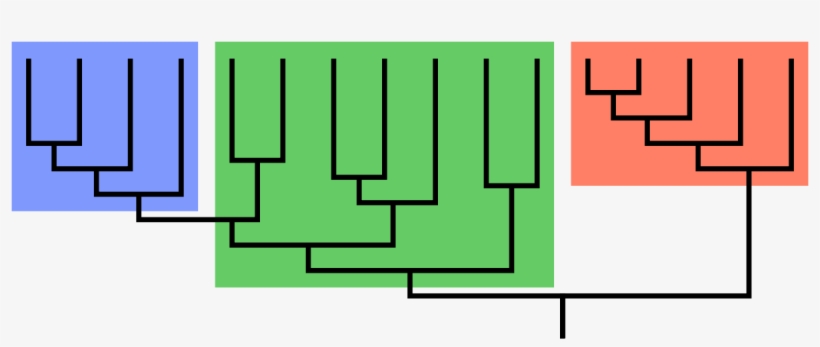 Clade Definition Biology, transparent png download