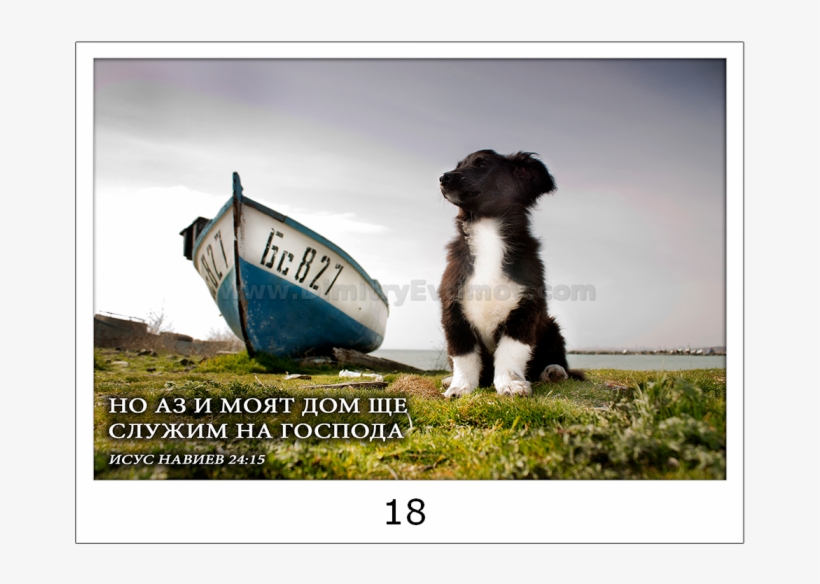 18-700x700 - Border Collie, transparent png download