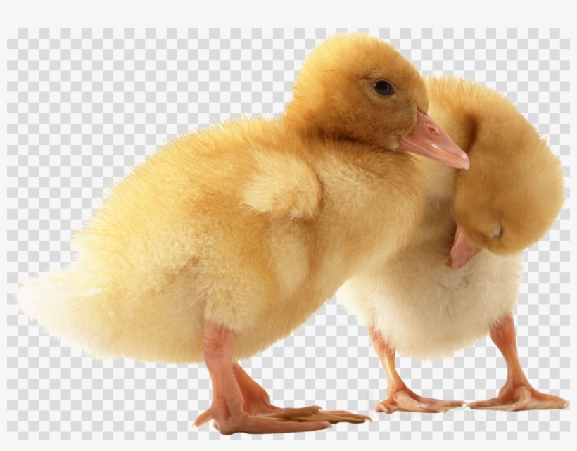 Meliodas Anime Seven Deadly Sins, transparent png download