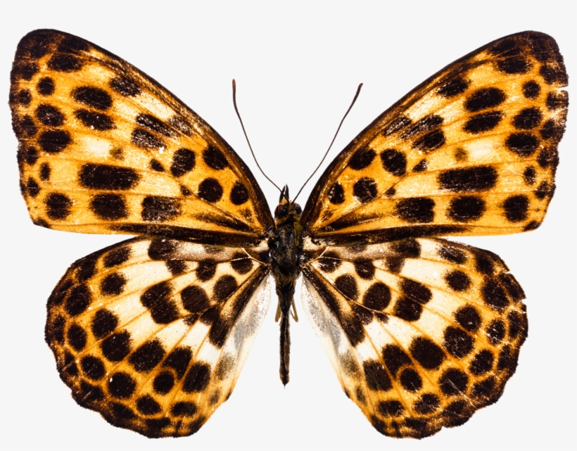 B *✿* Gossamer Wings, Blue Butterfly, Beautiful Butterflies, - Бабочек На Белом Фоне, transparent png download