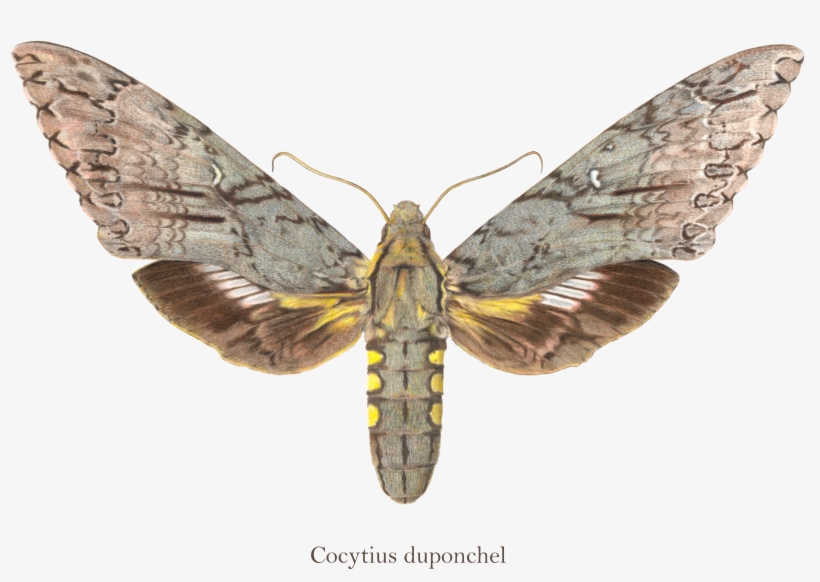 A Selection Of Illustrated Work By Our Curio Team - Art, transparent png download