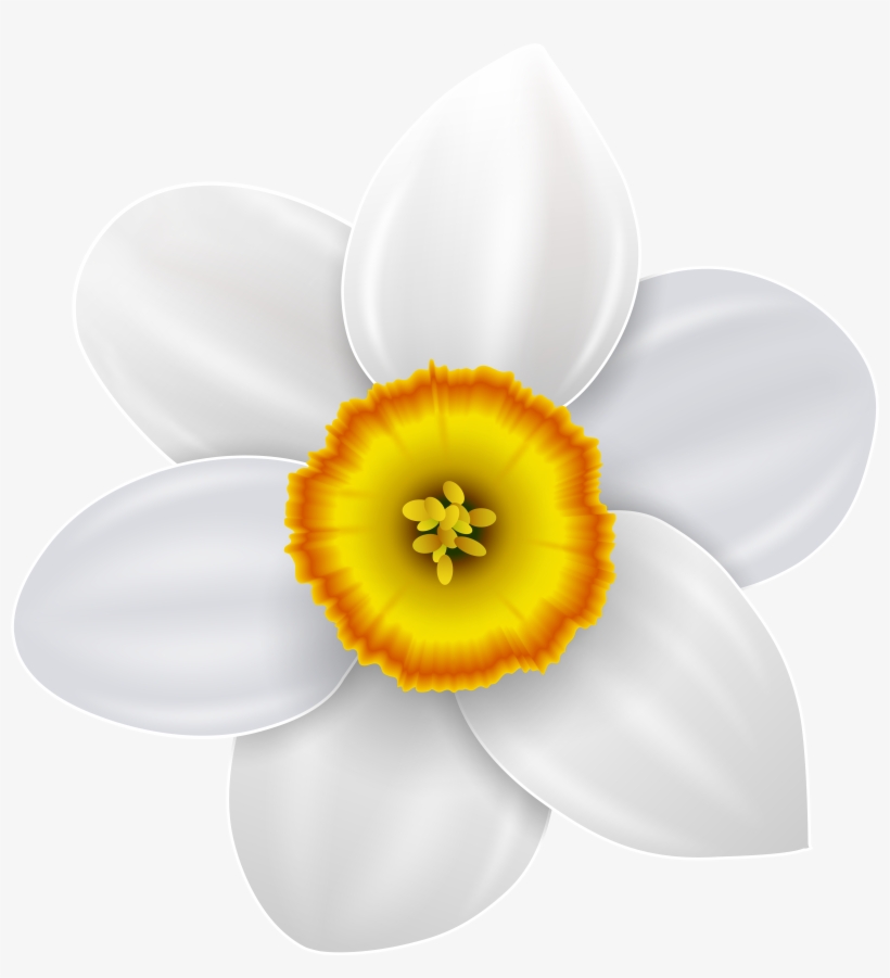 Narcissus Png, transparent png download