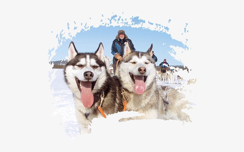 Overnight <br>husky Excursion - Kakslauttanen Arctic Resort East Village, transparent png download