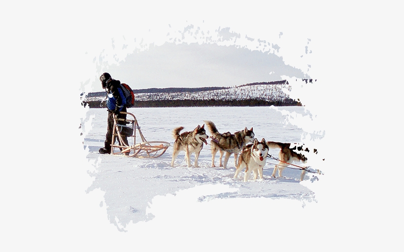 Husky Tour - Sled Dog Racing, transparent png download