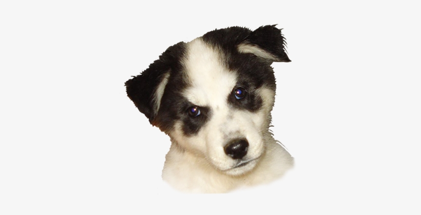 Png Freeuse Library Dog Clip Art Cartoon Illustrations - Dog Head Transparent Background, transparent png download