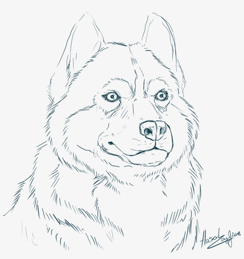 Siberian Husky Coloring Pages With Realistic Realistic Husky Coloring 