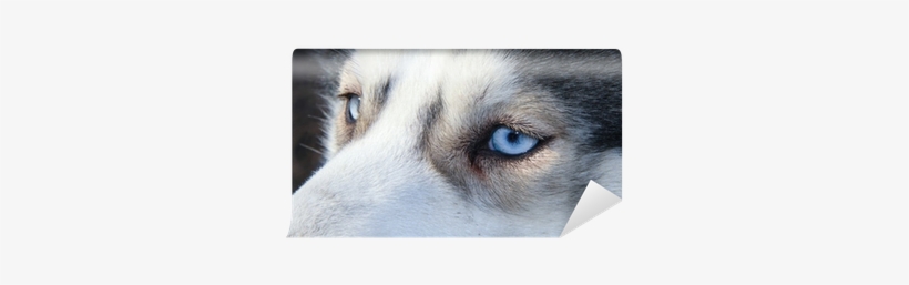 Sled Dog, transparent png download