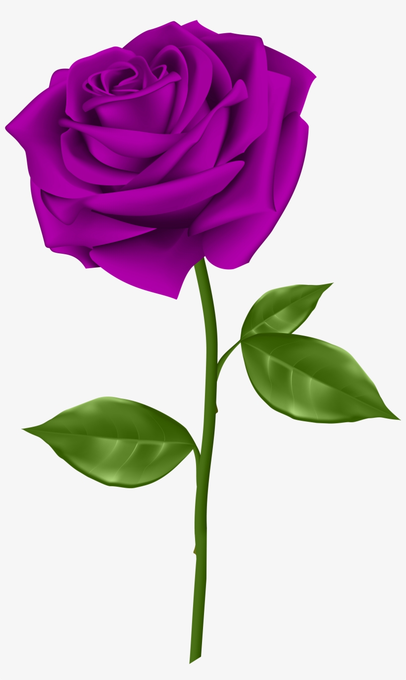 Purple Roses, Blue Flowers, Pretty Flowers, Flowers - Blue Rose Single, transparent png download