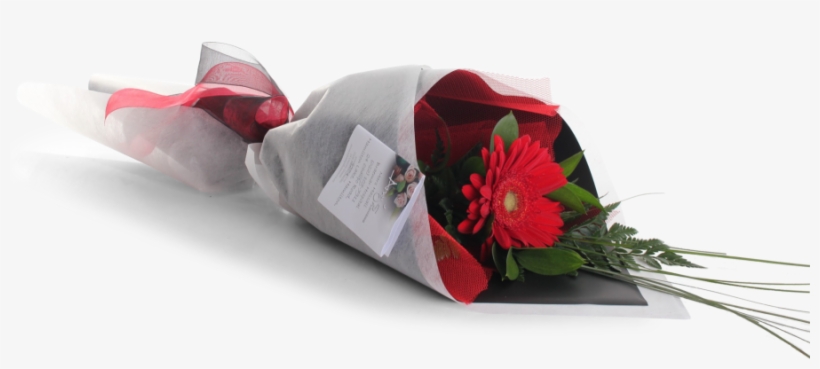 Single Gerbera - Transvaal Daisy, transparent png download