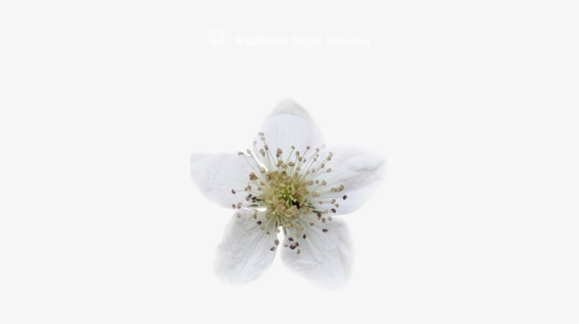 Wild Flower Essences - Cherry Blossom, transparent png download