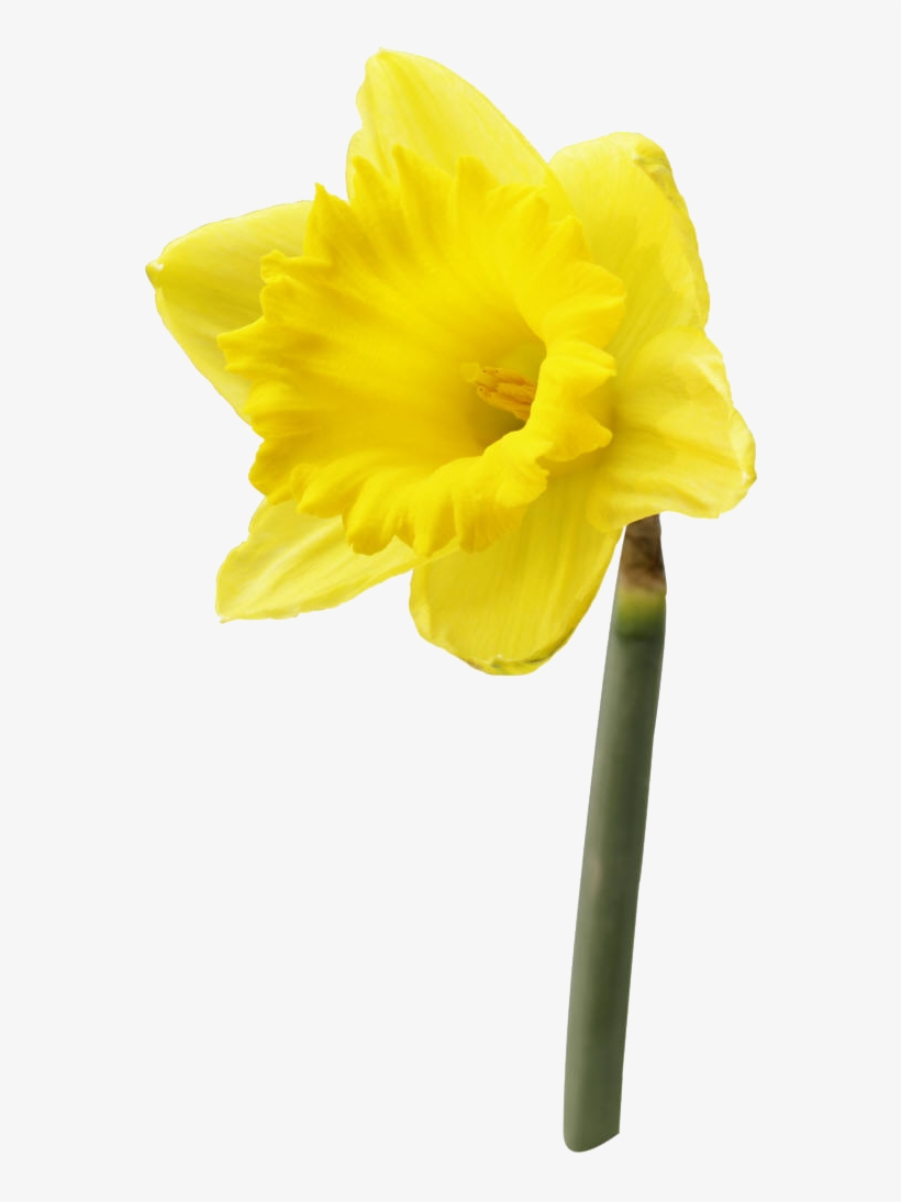 Daffodil Flower Png High Quality Image Daffodil Day Png Image Transparent Png Free Download On Seekpng
