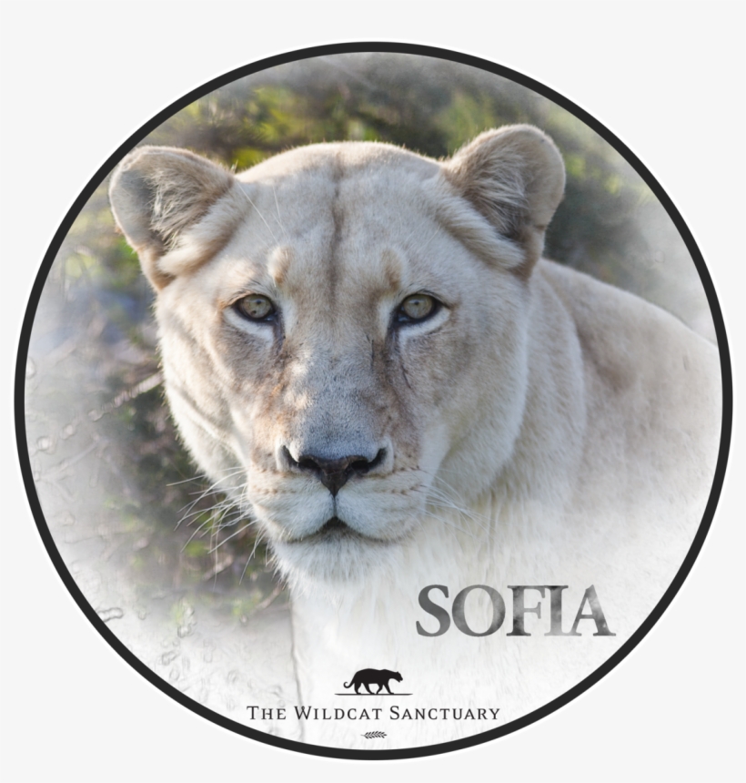 Cougar, transparent png download