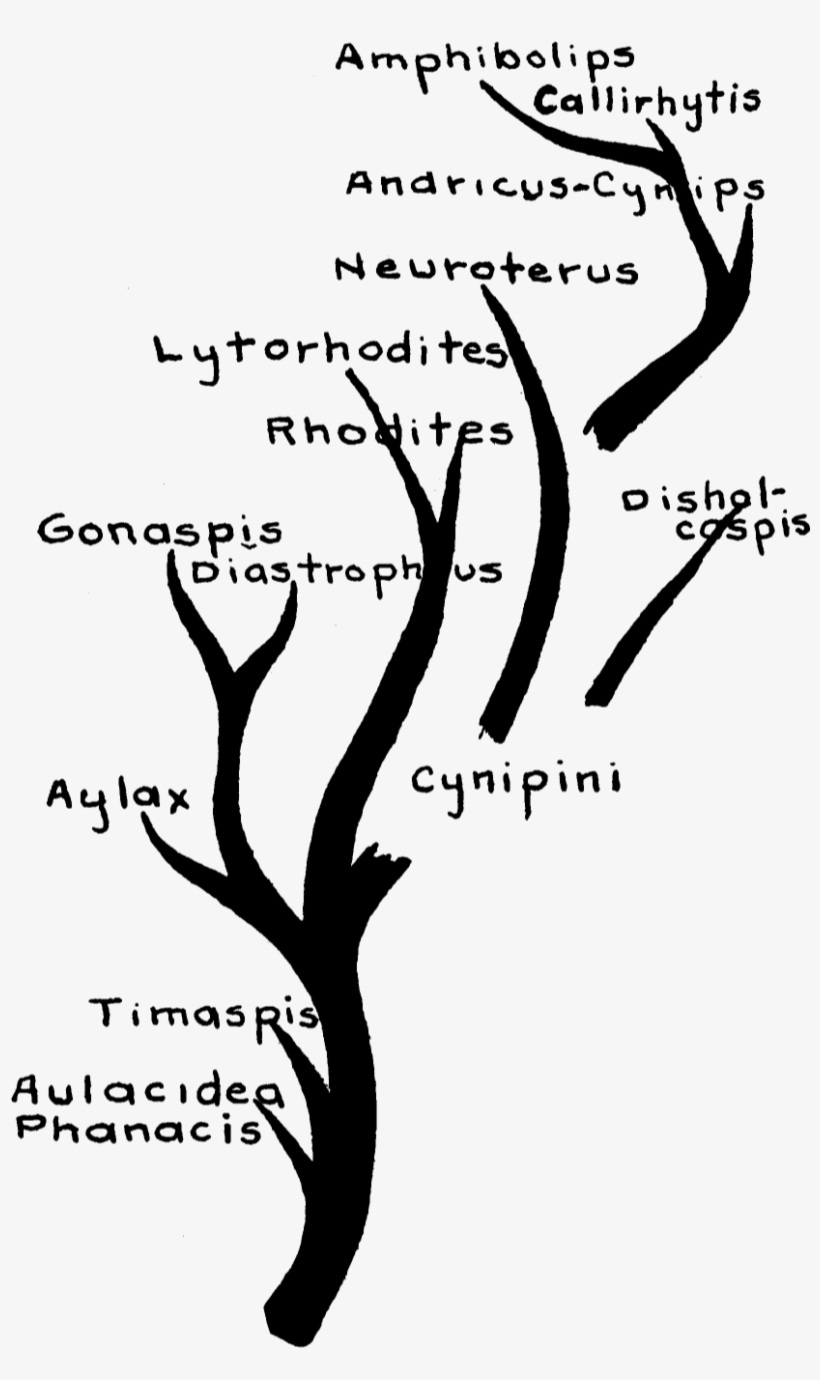 Cynipidae Family Tree - Calligraphy, transparent png download