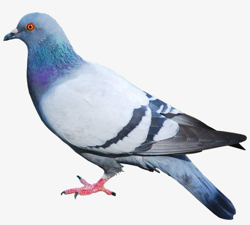 Pigeon Png Image - Pigeon Png, transparent png download