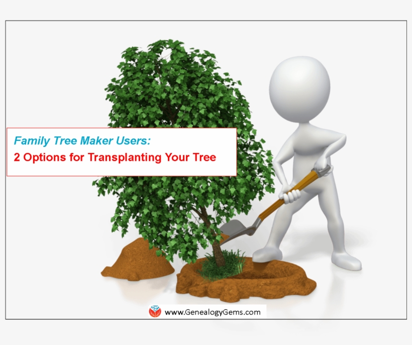 Ftmaker Options Transplant Tree Family Tree Maker Alternatives - Illustration, transparent png download