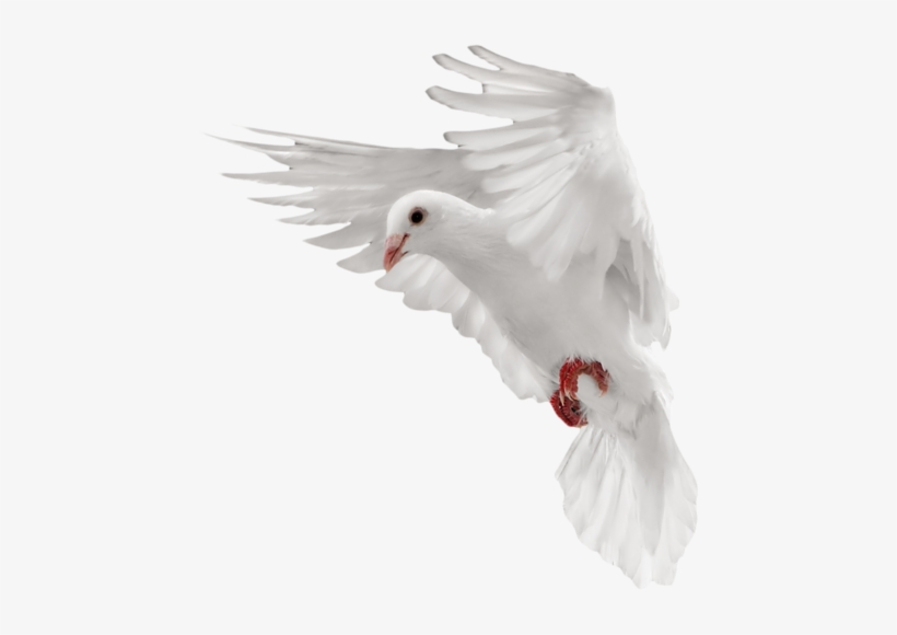 Clipart Free Download Pigeon Png Image Free Icons And - White Dove Flying Png, transparent png download