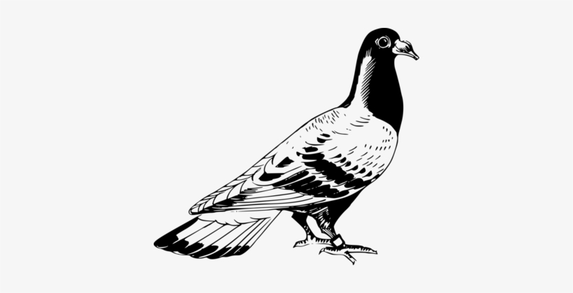 Homing Pigeon English Carrier Pigeon Columbidae Bird - Carrier Pigeon, transparent png download
