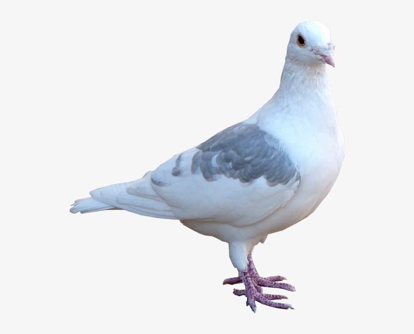 Pigeon Png Transparent Hd Photo - Pigeon Png, transparent png download