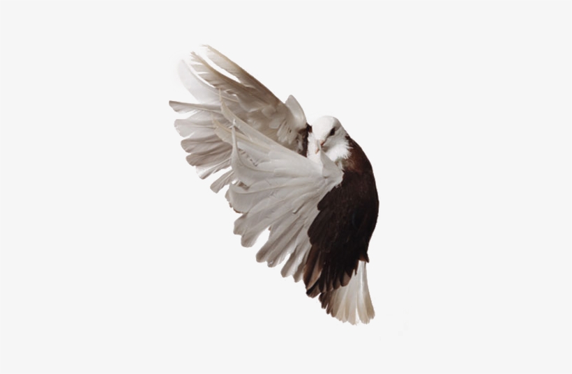 Pigeon Png Image - Typical Pigeons, transparent png download