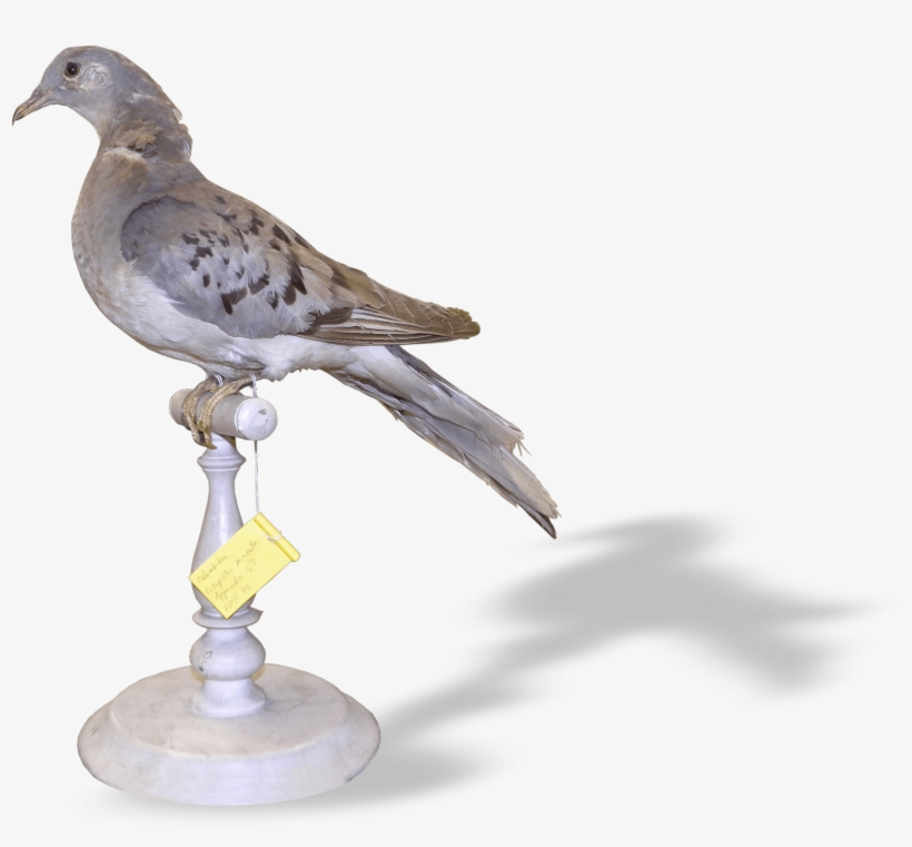 Passenger Pigeon - American Mourning Dove, transparent png download