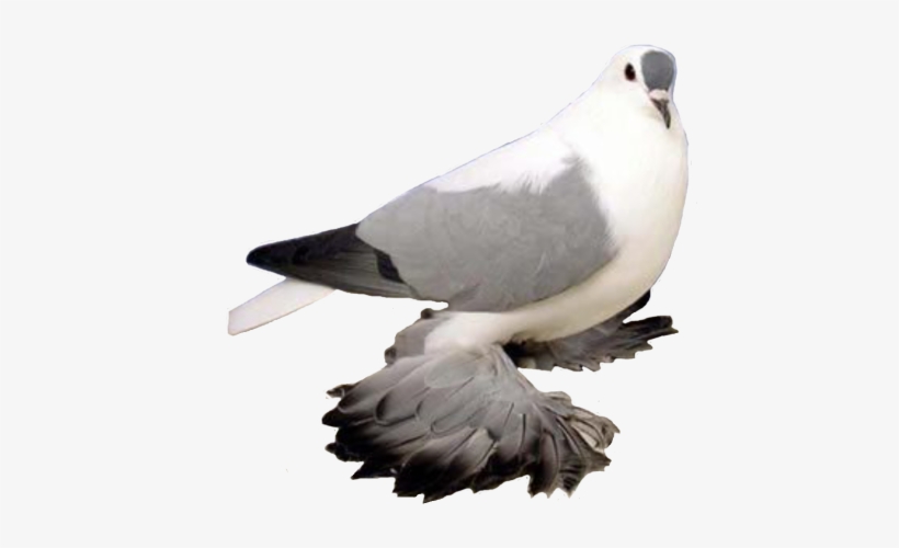 Swallow - Fancy Pigeons Hd Png, transparent png download
