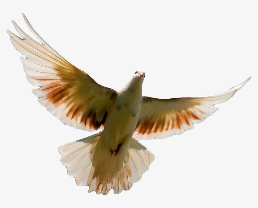 Pigeon Png Transparent Image - Ministry Of The Holy Ghost In Us, transparent png download
